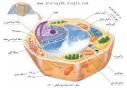 مقاله ای در مورد سلول گیاهی